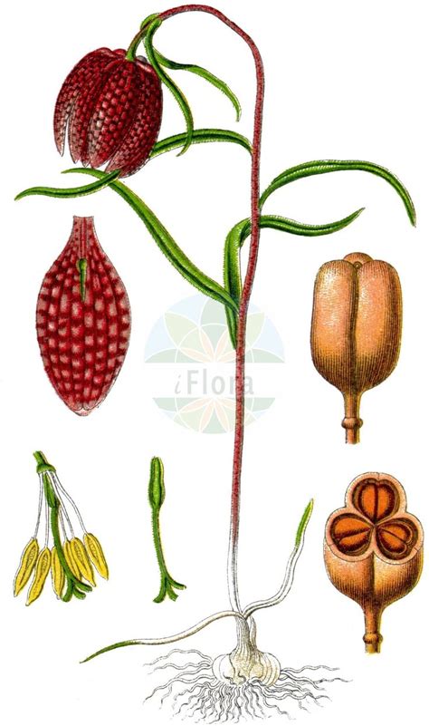 Historical Drawing Of Fritillaria Meleagris Fritillary