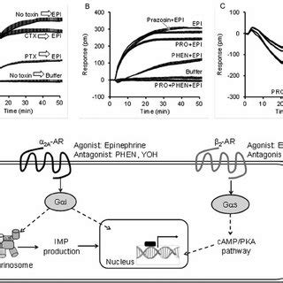 A modified Tango assay was employed to detect and quantify protein ... 