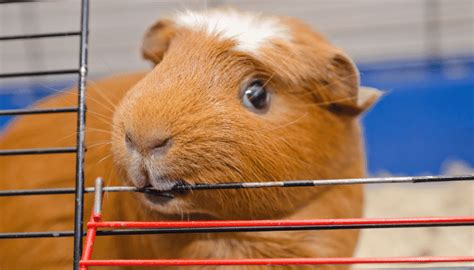 Why Do Guinea Pigs Chew On Its Cage Common Reasons Squeaky Pigs