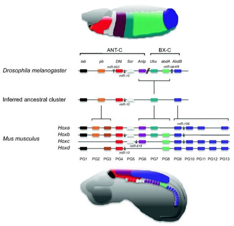 Developmental Pathways