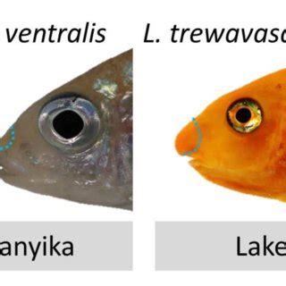 Convergent Cases Of Snout Evolution East African Cichlid Species Used