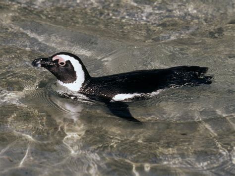 Penguin | Species | WWF