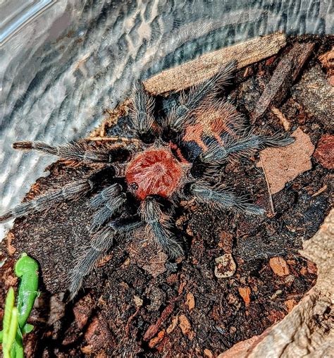 Davus Pentaloris Guatemalan Tiger Rump Tarantula