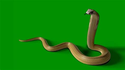 White snake on green screen green screen snake – Artofit