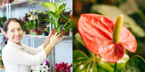 Plantas Para La Buena Suerte Que Traen Energía Positiva Según Feng Shui