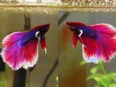 White Betta fish names :: Vang Bettas