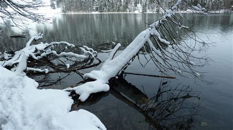 Banco De Imagens Rvore Agua Natureza Ramo Neve Inverno