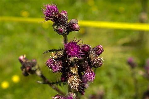 Cardo Naturaleza Flor Foto Gratis En Pixabay Pixabay