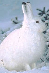 Snowshoe Hare - Adaptations