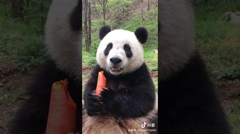 Oso Panda Comer Zanahoria Que Rica La Comida YouTube