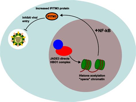 Genome Wide CRISPR Activation Screen Identifies JADE3 As An Antiviral