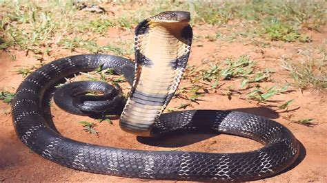 King cobra attack man -Top 3 Man vs King Cobra - YouTube