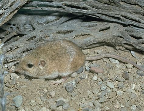 Long Tailed Field Mouse Life Expectancy