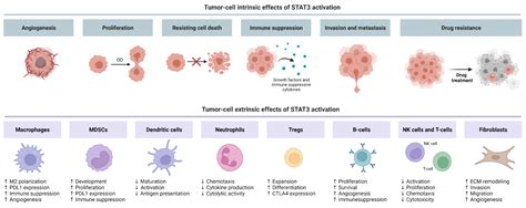 Cancers Free Full Text Multicellular Effects Of Stat3 In Non Small Cell Lung Cancer