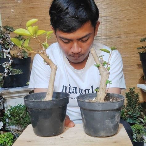 Jual Pot Dekorasi Bahan Sancang Prokar Shopee Indonesia