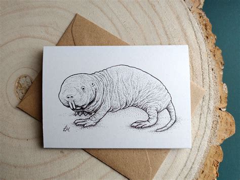Set Of Four Notecards Naked Mole Rat Illustration By Laura Etsy