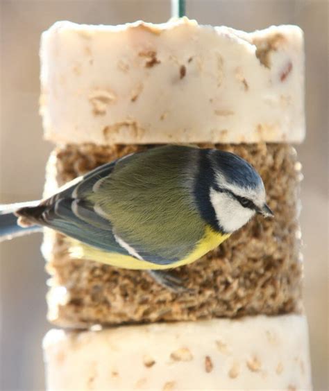 Alsace Penser Aux Oiseaux