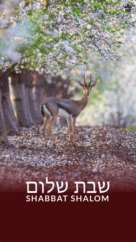 Shabbat Shalom Mishpaha 🕊 ©VdD7.com 🇮🇱 Shabbat Shalom Images, Shavua ...