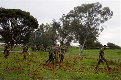 Flores Silvestres De Rojo Brillante Brotan Entre Las Cenizas En El Sur