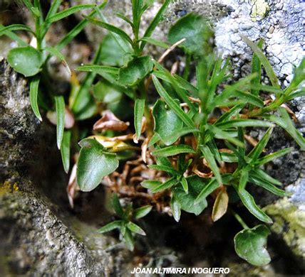 Campanula Cochlearifolia Subsp Cochlearifolia