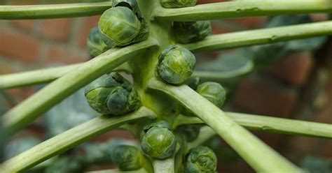 How To Plant And Grow Brussels Sprouts Gardeners Path