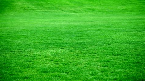 Download Wallpaper 3840x2160 Grass Lawn Green Bright 4k Uhd 169 Hd Background