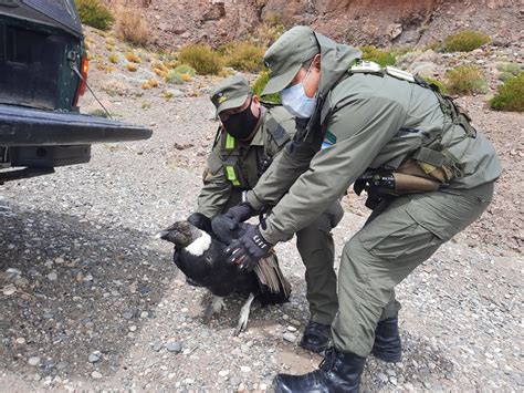 Rescatan a un cóndor andino que se encontraba a la vera del camino