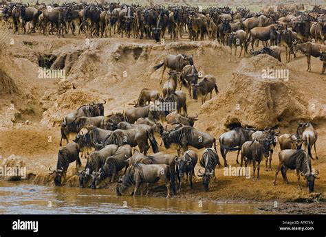 Wildebeest migration at crossing point on Mara River Stock Photo - Alamy