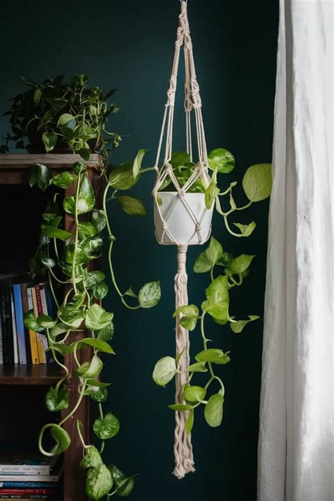 13 Gorgeous Plants to Transform Your Boho Bedroom Instantly | MowersLab