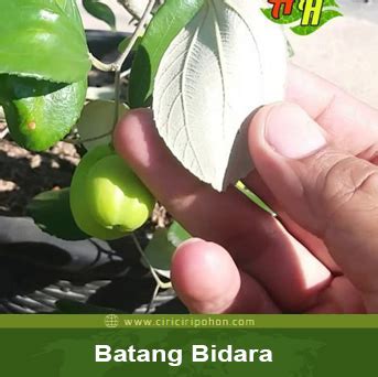 Ciri Ciri Pohon Bidara Asli Yang Perlu Kamu Ketahui Ciriciripohon