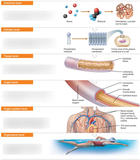 Organismal Function Diagram | Quizlet