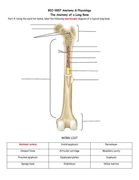 The Anatomy Of A Long Bone Bio Anatomy Physiology The Anatomy