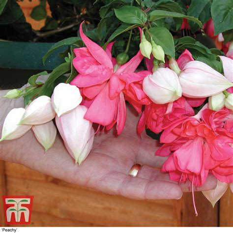 Fuchsia Giant Flowered Collection Thompson Morgan