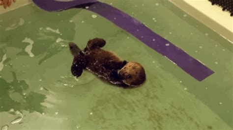 This Baby Otter Learning To Swim Is The Cutest Video Youll See Today