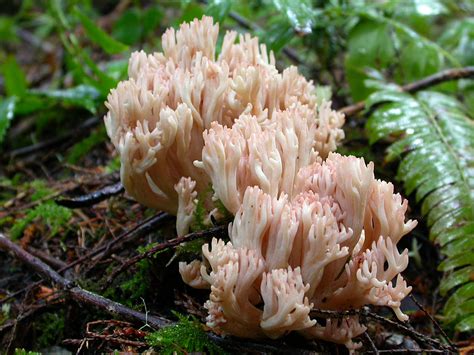 Рогатик гроздевой (Ramaria botrytis) фото и описание
