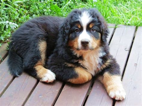 Bernese Mountain Dog Haircut - which haircut suits my face