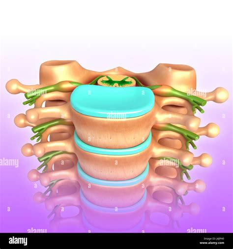 Lumbar Discs Hi Res Stock Photography And Images Alamy