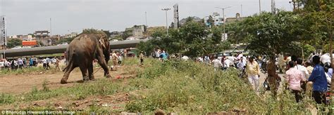 Thousands Flee As Circus Elephant Runs Amok In India Daily Mail Online