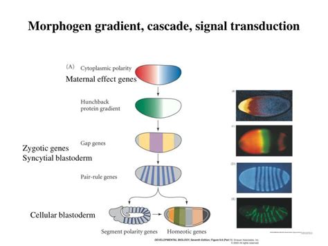 Ppt Morphogen Gradient Cascade Signal Transduction Powerpoint Presentation Id3524203