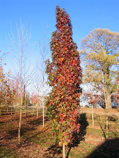 Slender Silhouette Sweetgum J Frank Schmidt Son Co