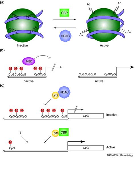 Is KSHV Lytic Growth Induced By A Methylation Sensitive Switch Trends