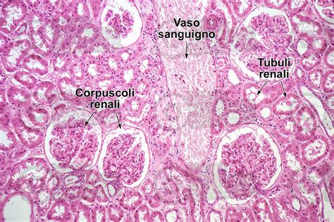 Uomo Rene Sezione Trasversale 125X Uomo Mammiferi Apparato