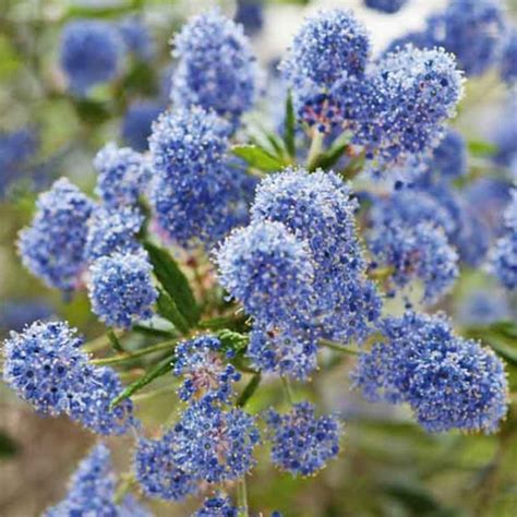 California Lilac | C&J Gardening Center