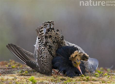 Stock Photo Of Male Ruff Philomachus Pugnax Adopting Prostrate