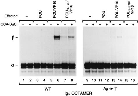 Oca B Recruits The Oct Pou Domain To The Ig Octamer Site In