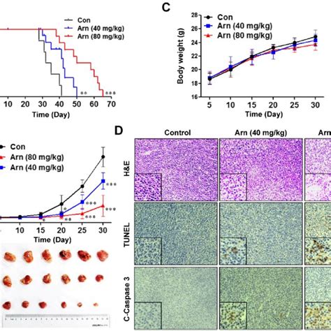 Arnidiol Inhibits Tumor Growth In A MDA MB 231 Xenograft Mouse Model A