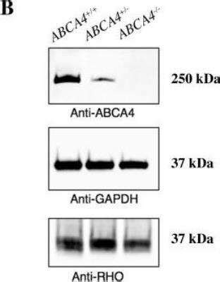 Rhodopsin Antibody B Nbp Novus Biologicals