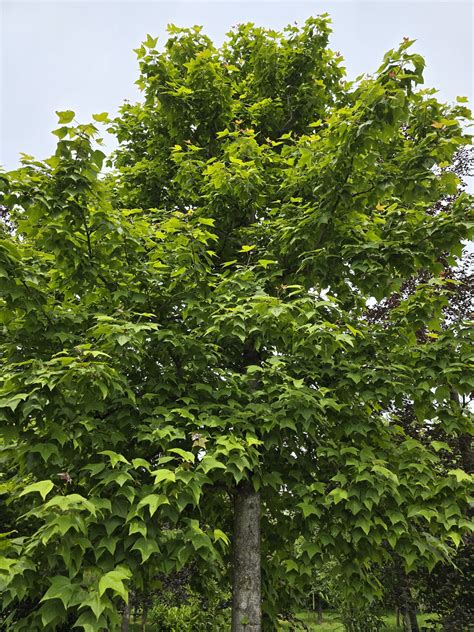 Liquidambar Formosana Var Monticola Is Een Bijzondere Boom