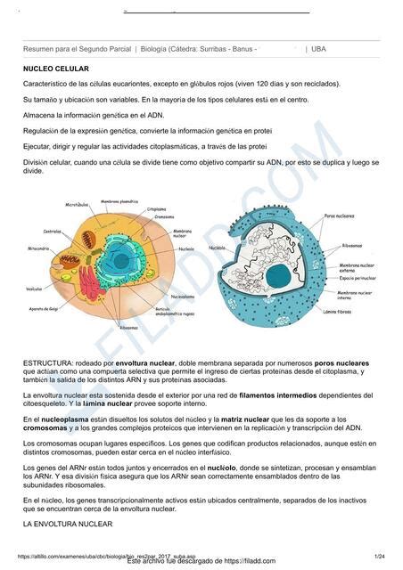 Resumen para el Segundo Parcial Biología Juana González uDocz