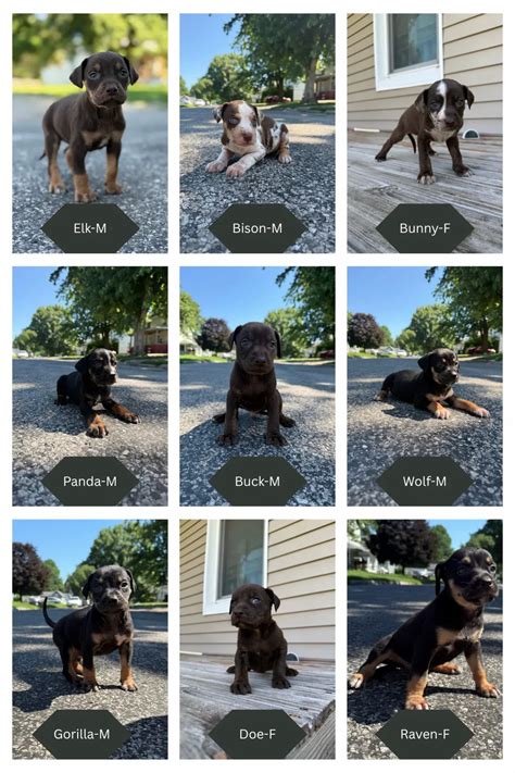 Available Puppies | Copperhead Kennels